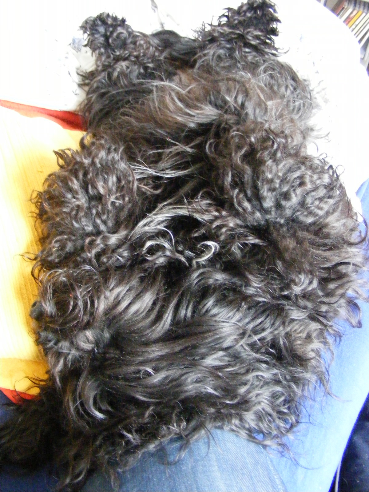 [habca+aufm+ruecken.jpg]