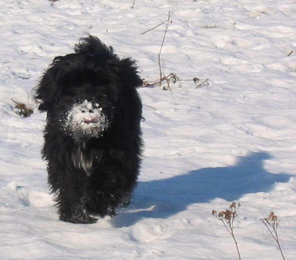 [hab-ca+welpe+Schneeschnauze.jpg]