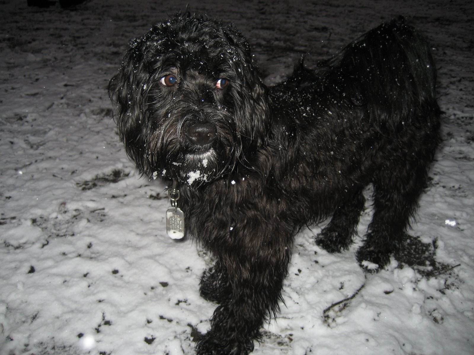 [Habbi+im+Schnee+Dez28_3.jpg]