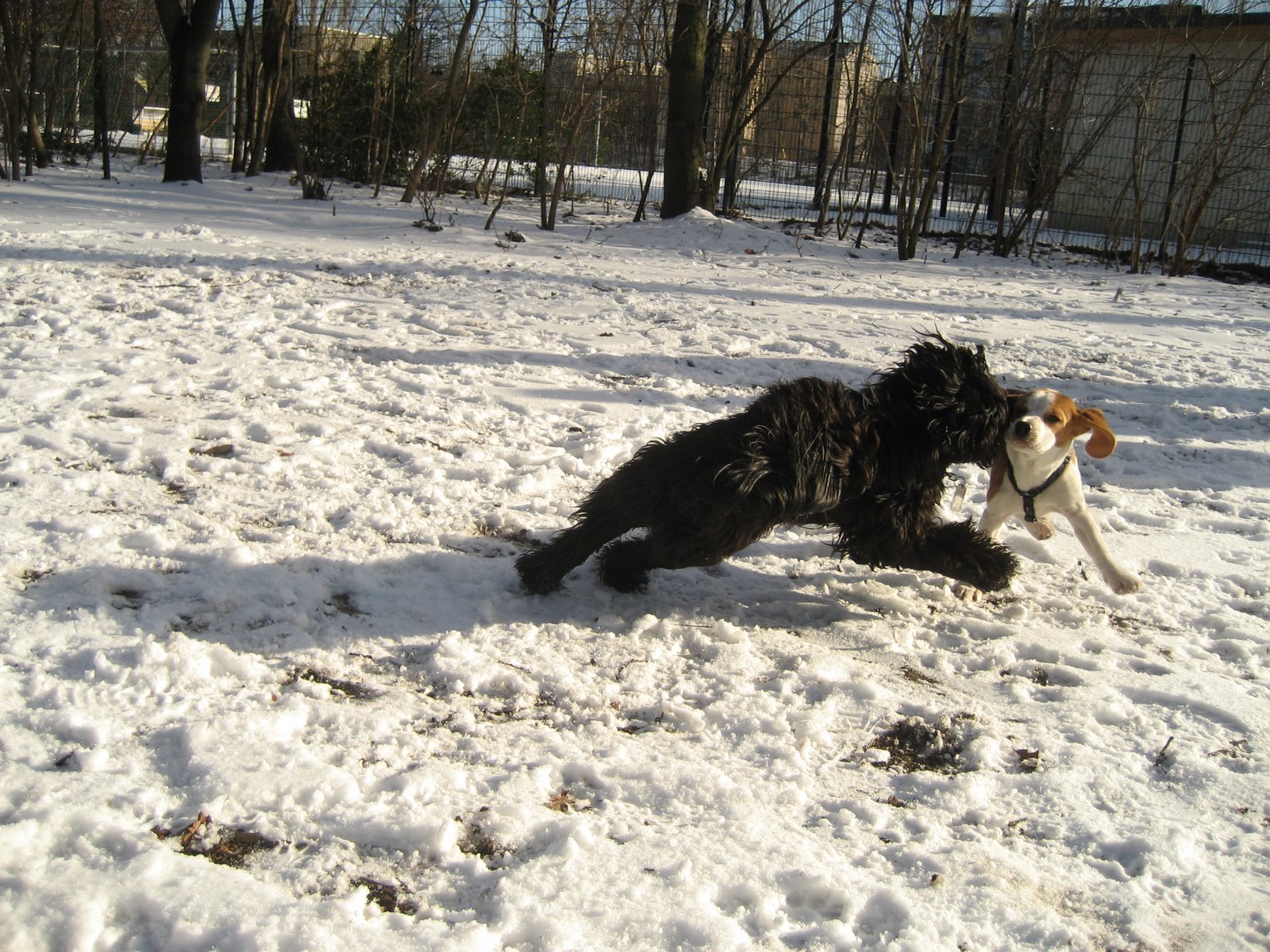 [beagle+fangen+im+schnee.jpg]