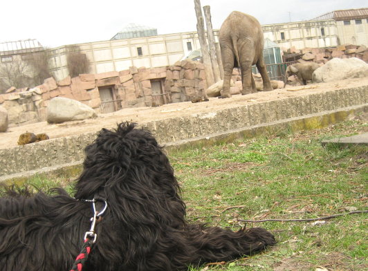 [elefanten+u+habbi.jpg]