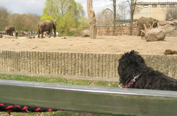 [elefanten+u+habbi2.jpg]