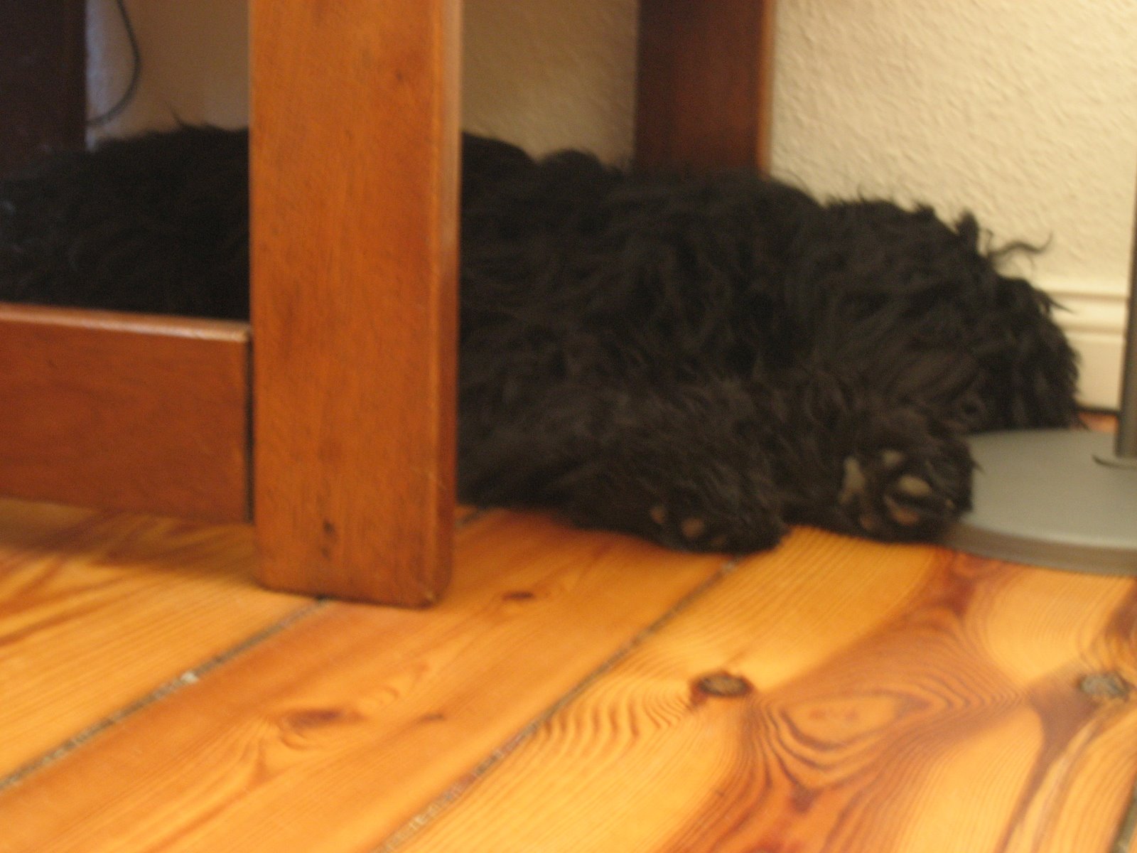 [habbi+unterm+tisch_2.jpg]