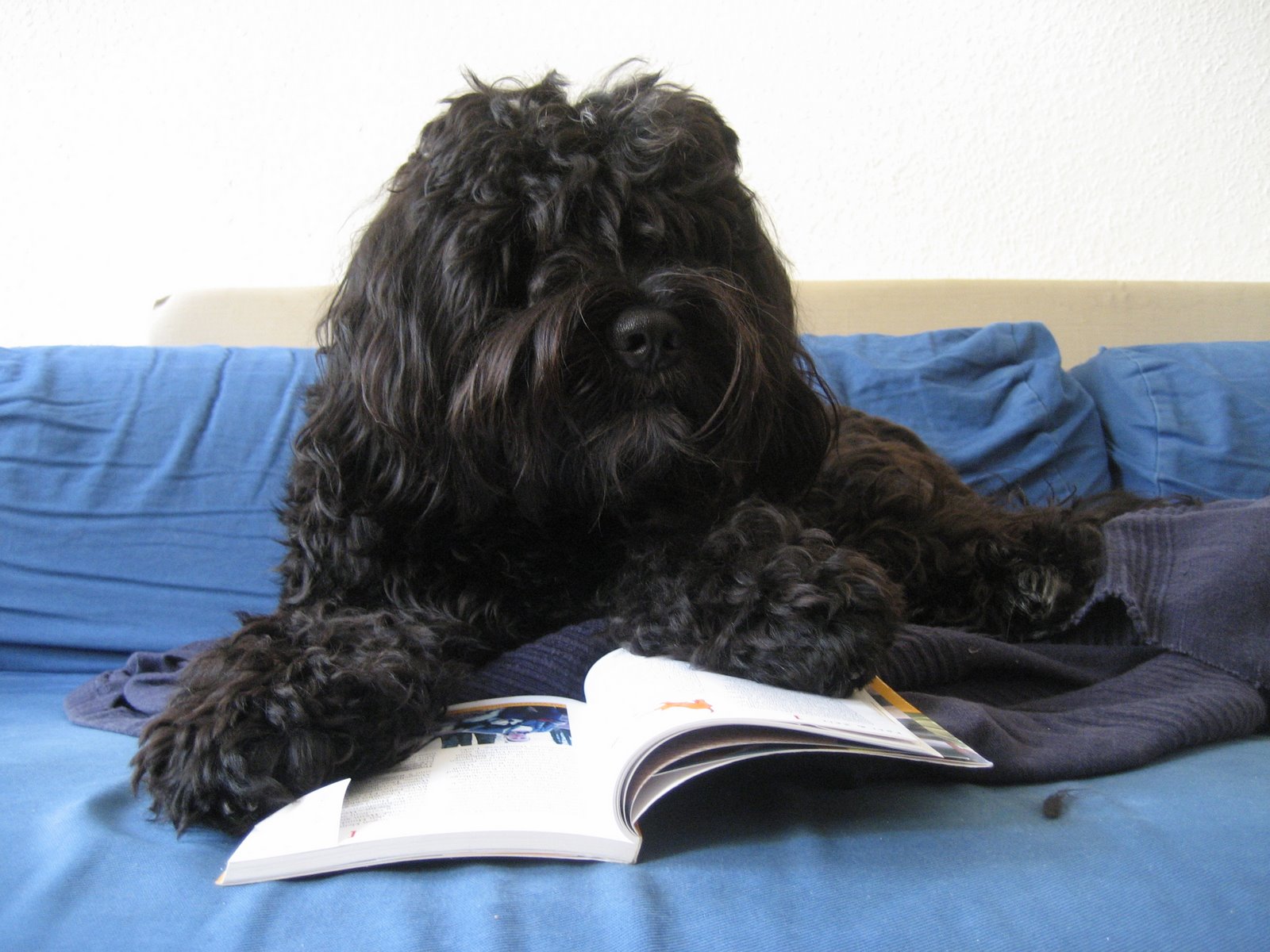 [habbi+pfotenbuch.jpg]