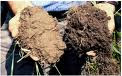 Soil Health