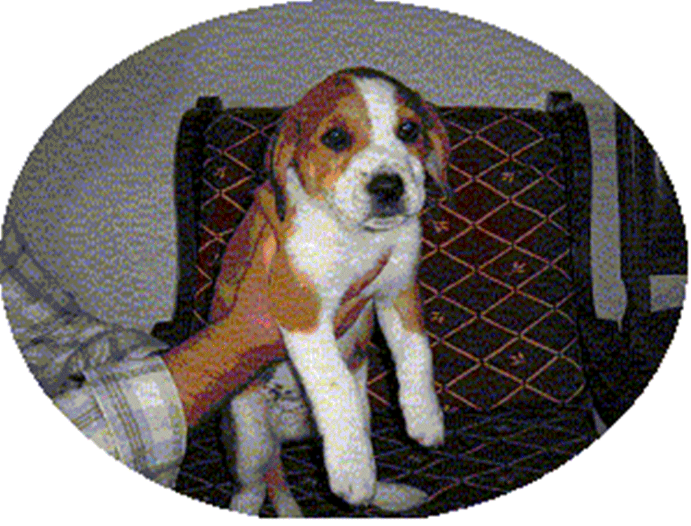 [Macho+Traquina.gif]