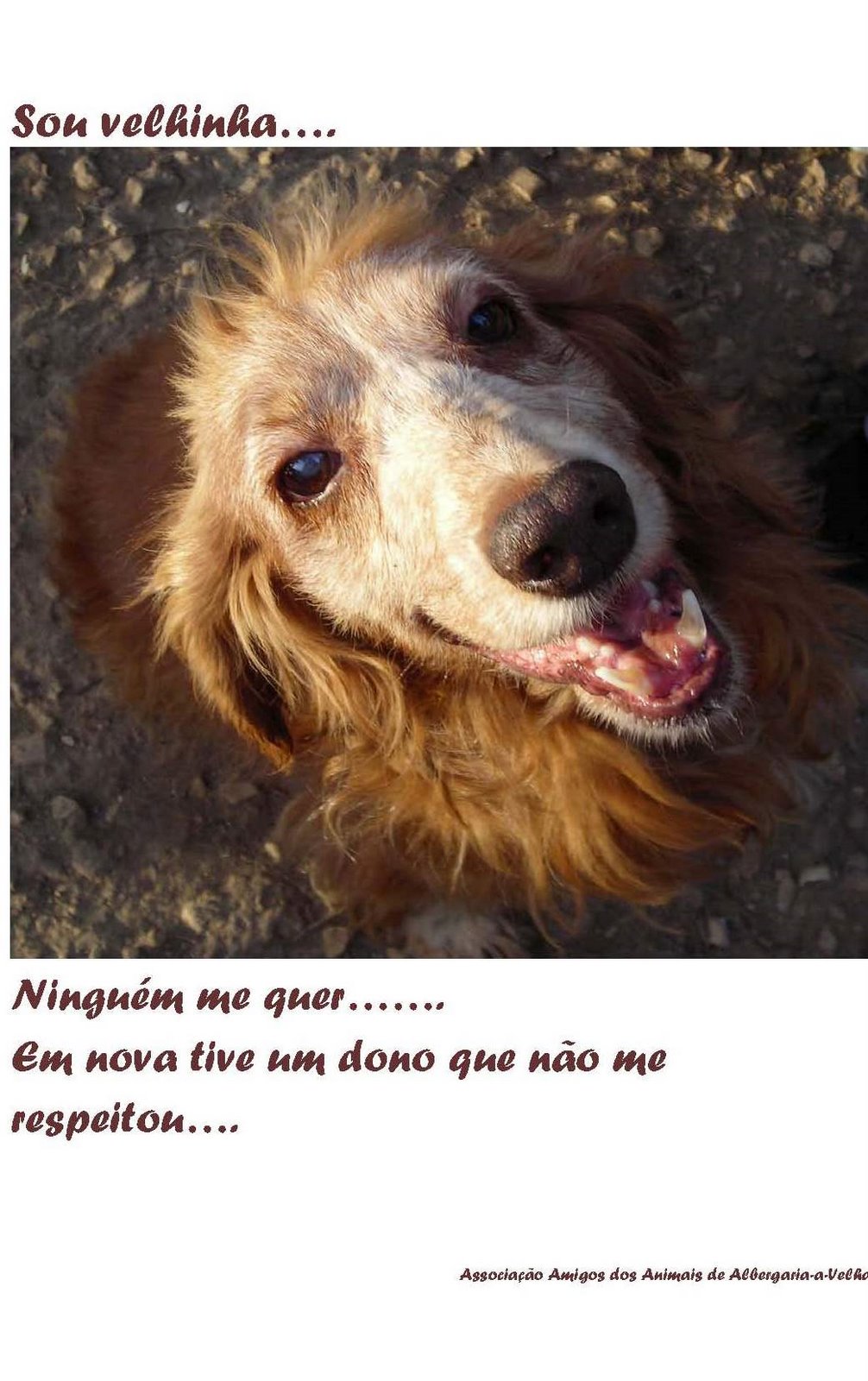 [Ass_Albergaria_a_velha_2.jpg]