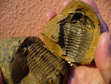 Aprende más sobre fósiles
