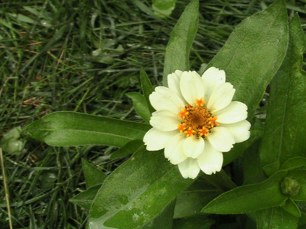 [Bec's+2008+flower+beds+(3).JPG]