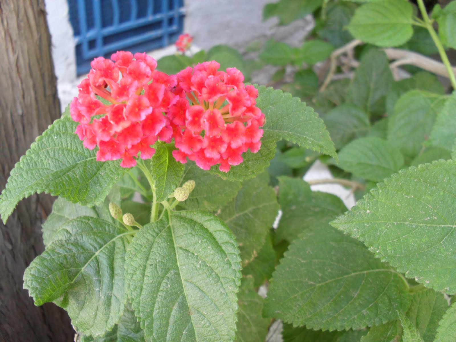 brightly coloured sunflowers Lantana