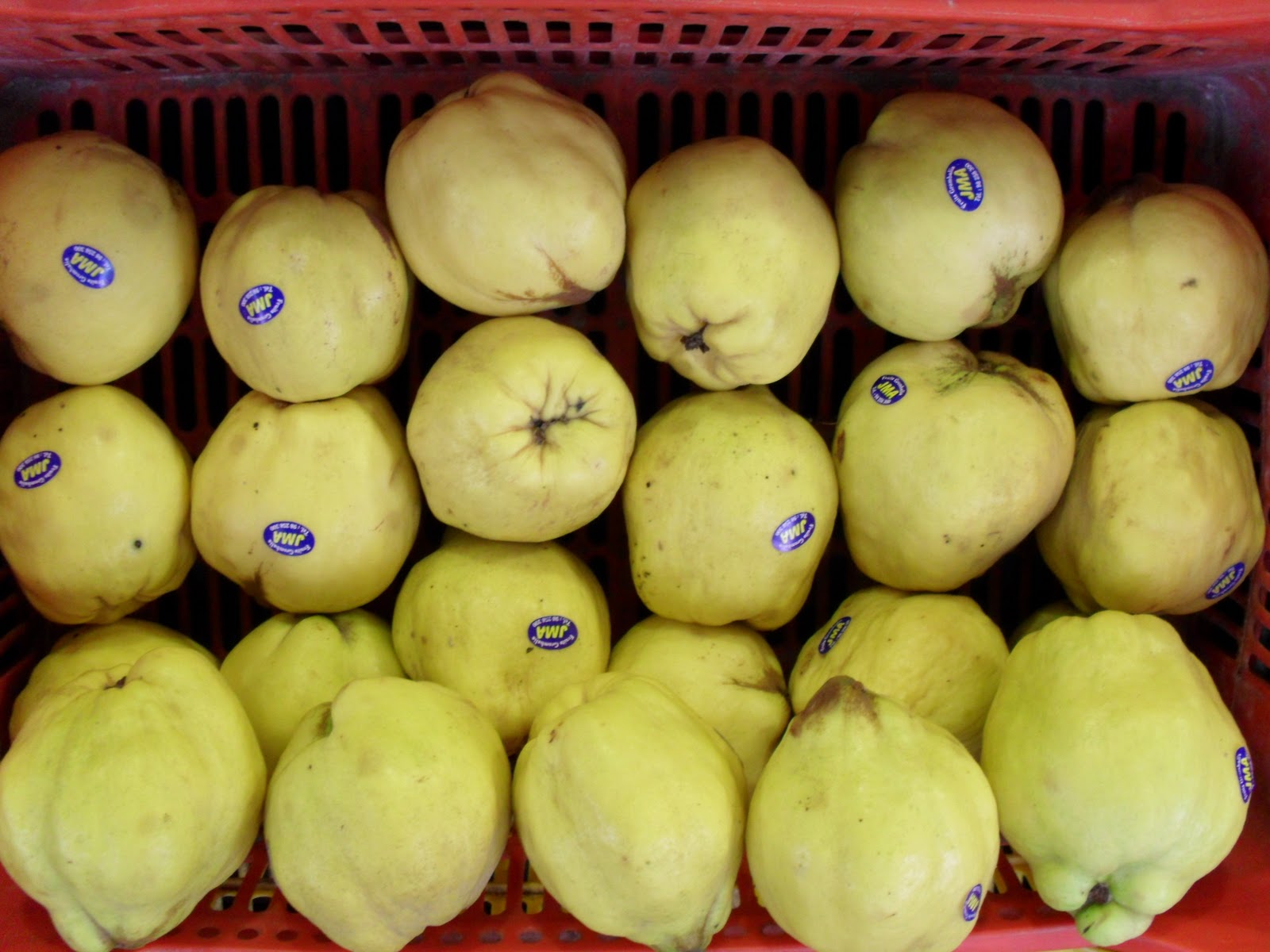 brightly coloured sunflowers Quince (Cydonia oblonga)