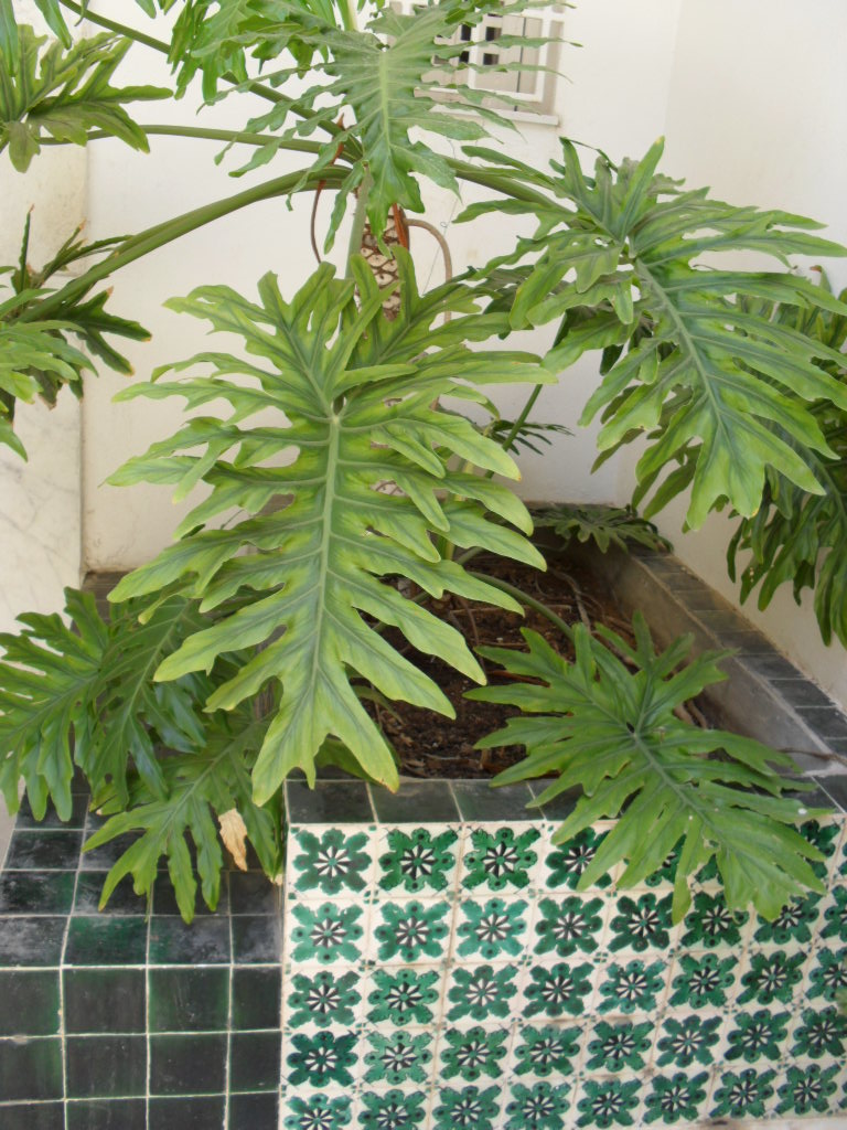 brightly coloured sunflowers Monstera