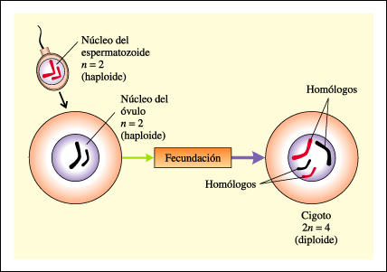 REPRODUCCION SEXUAL HUMANA