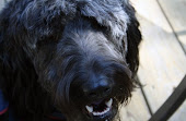 The Dog