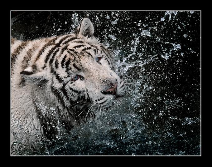 [tigre+blanco+en+el+agua.jpg]