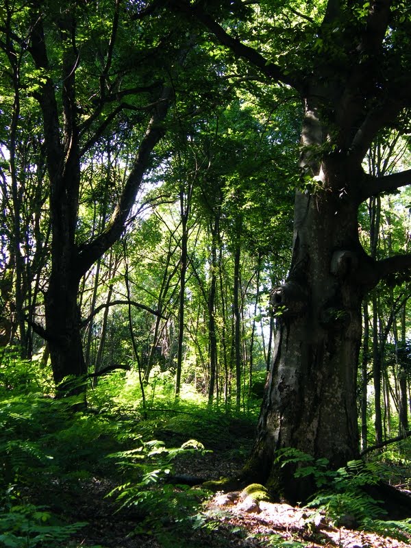 Totoro blogja Szágy Helesfa