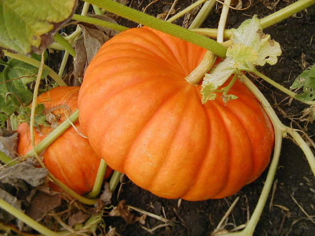  gourds, and pumpkins are fun to grow because 