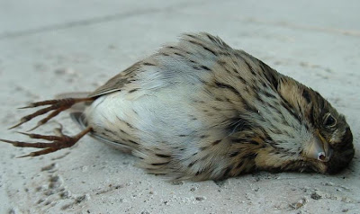 Bird Mortality