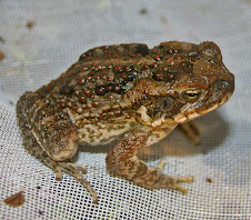 Australian Cane Toad