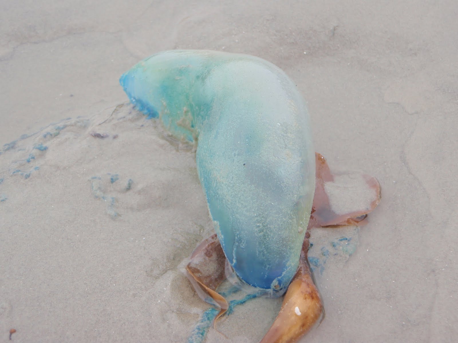 Adventure Talgache petting jellyfish in Galveston