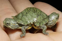 Two-faced Box Turtle