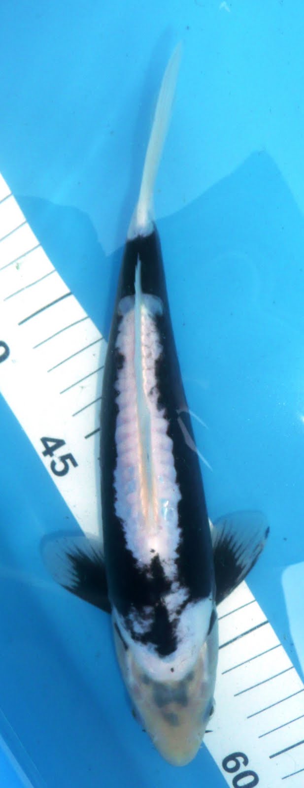 [Kumonryu+Masaki+26+cm+(3).JPG]