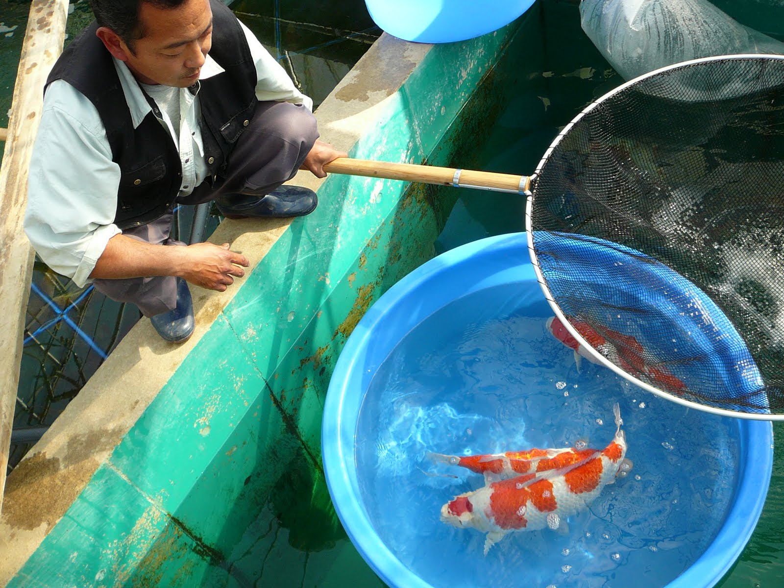 [27_oktober_Koi_reis_Japan_234.JPG]