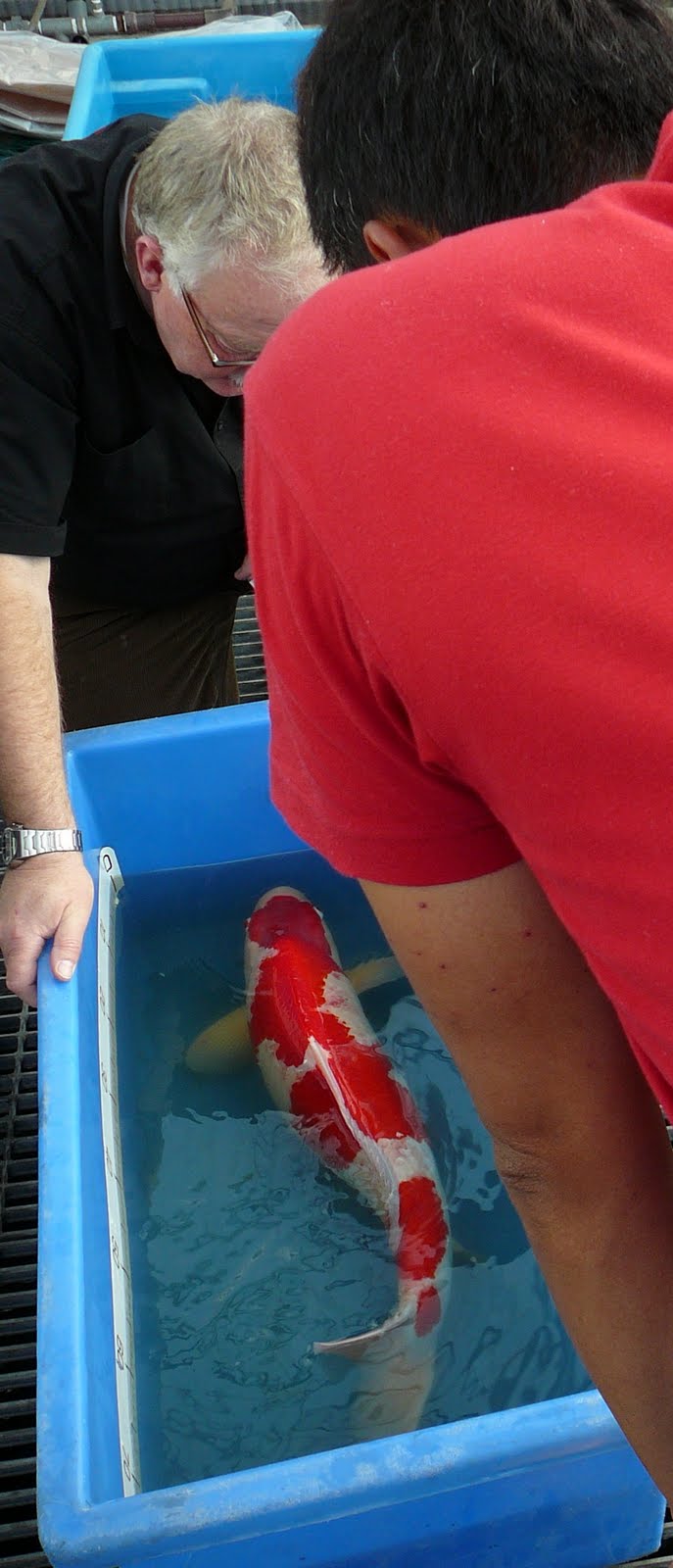 [27_oktober_Koi_reis_Japan_570.JPG]