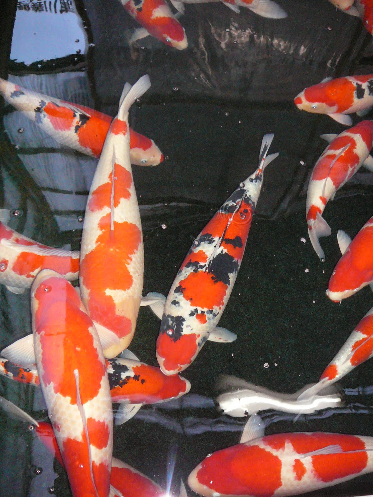 [Torazo+koi.JPG]