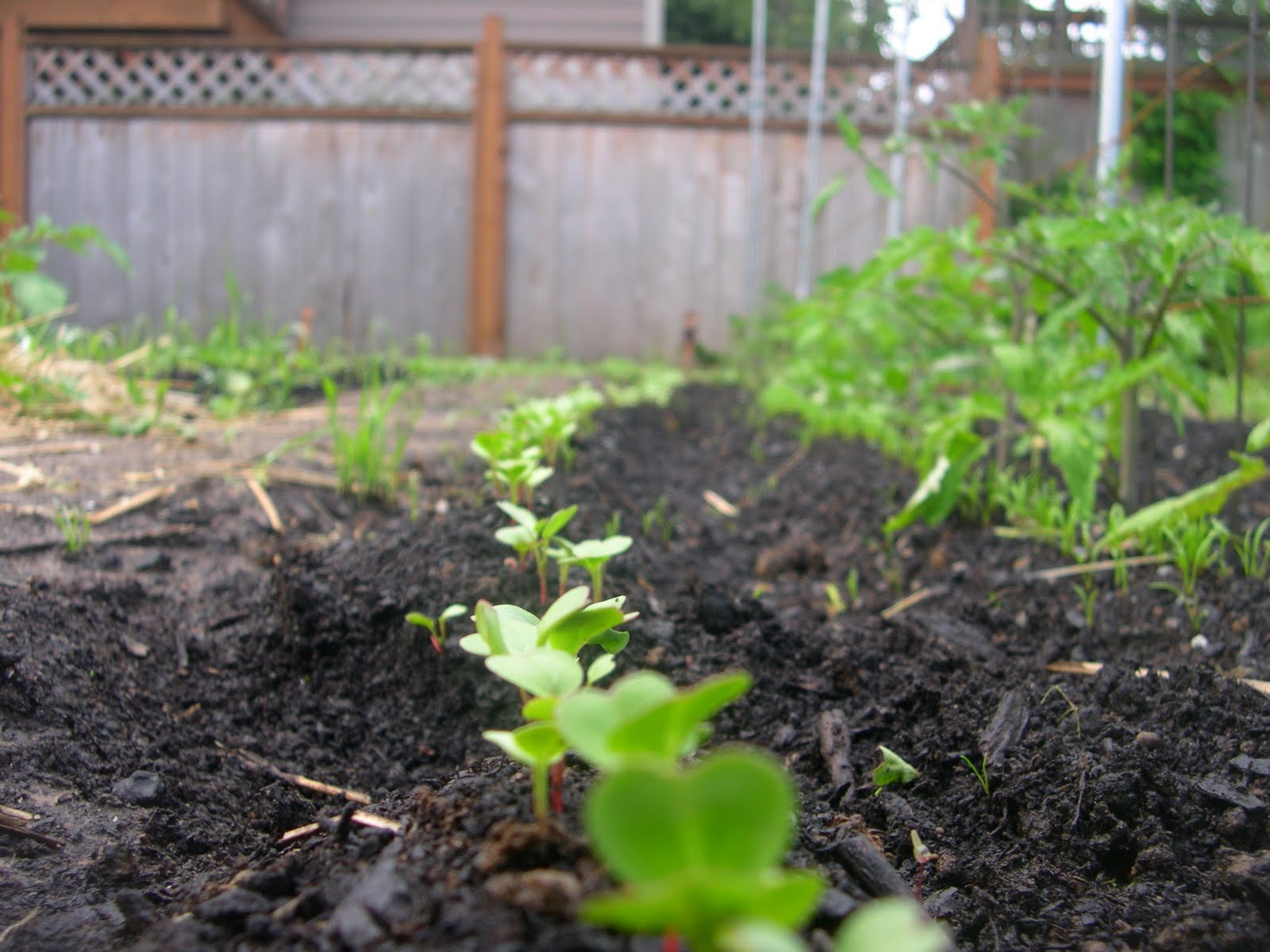 Stanton St. Farms Companion Planting . . . Carrots love Tomatoes!