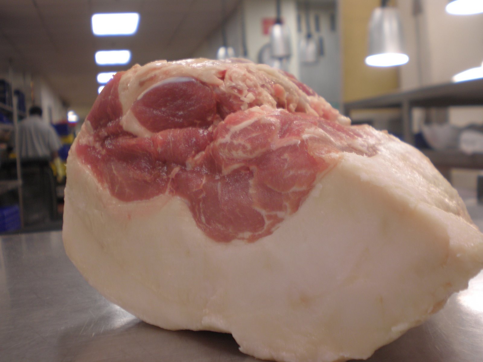 [mangalitza+collar.JPG]