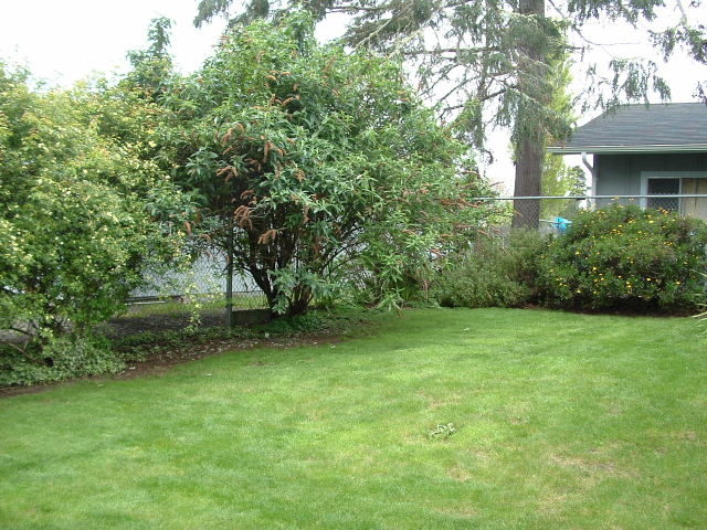 [Backyard+2005.JPG]