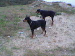 I MIEI DOBERMANN