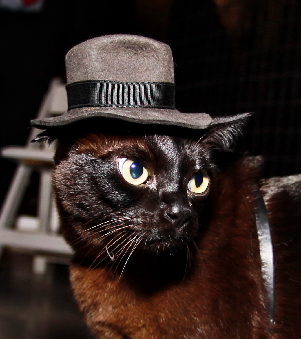 Cat In Fedora