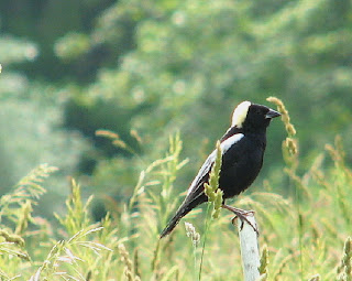 songbird lyrics