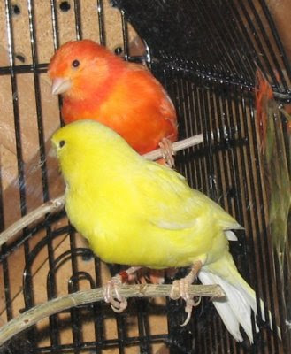 domestic canary for sale domestic canary for sale