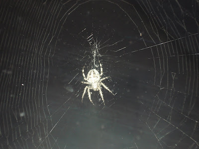 klitze kleine spinne klitze kleine spinne