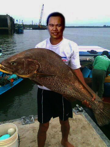 Ibu gelama