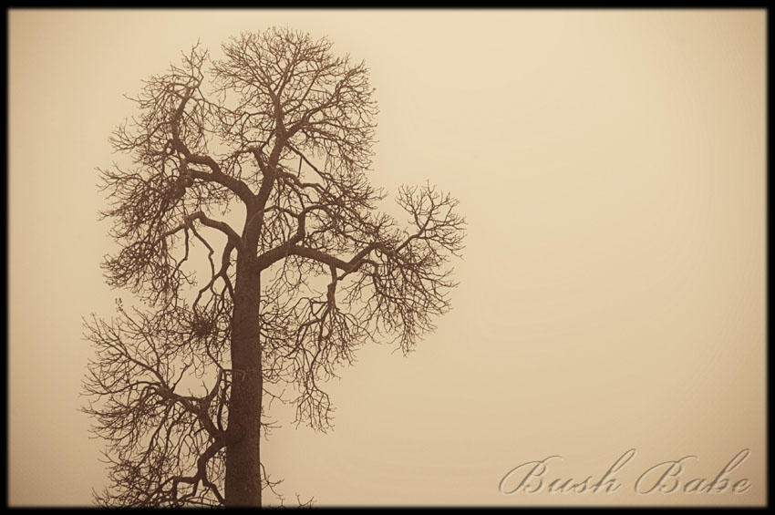 [fog_0574+sepia.jpg]