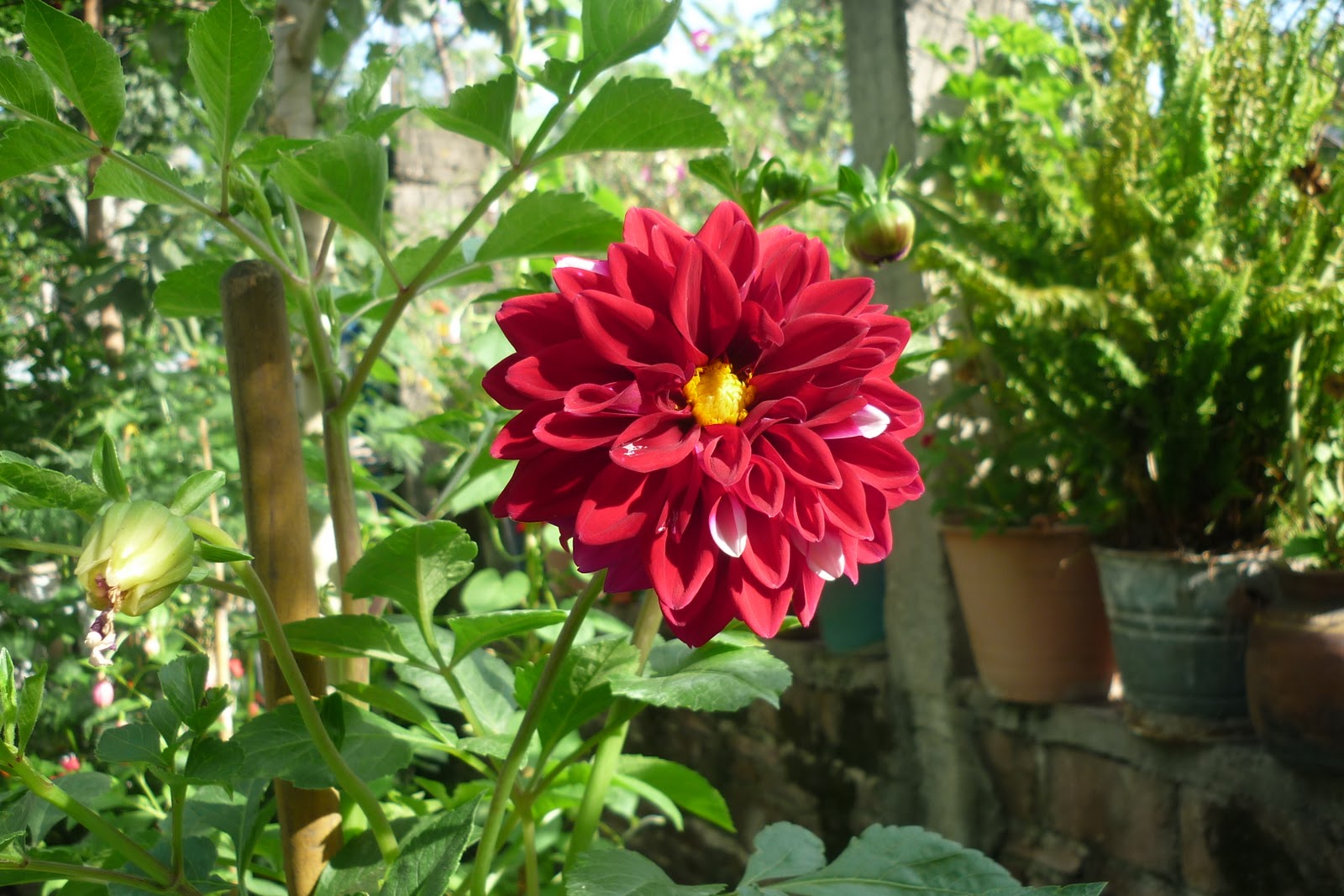 Jardín Virtual: Dalia: Flor Nacional de México