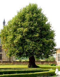 [lindeboom.jpg]