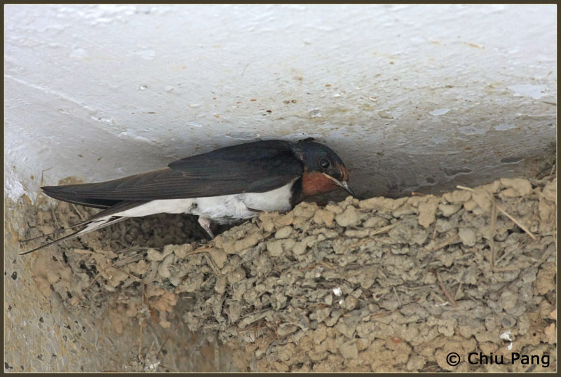 [Barn+Swallow.JPG]