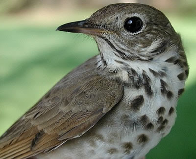 Vermont Hermit Thrush State Bird | State Birds