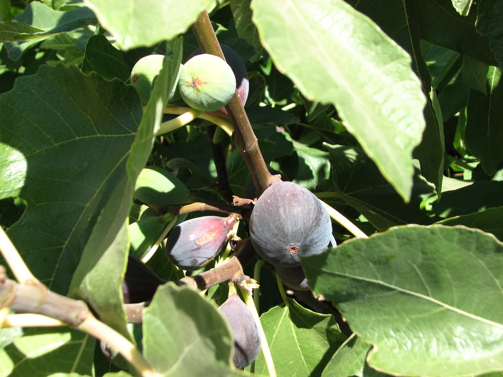 Lands on the Margin Edible Plants of California�s