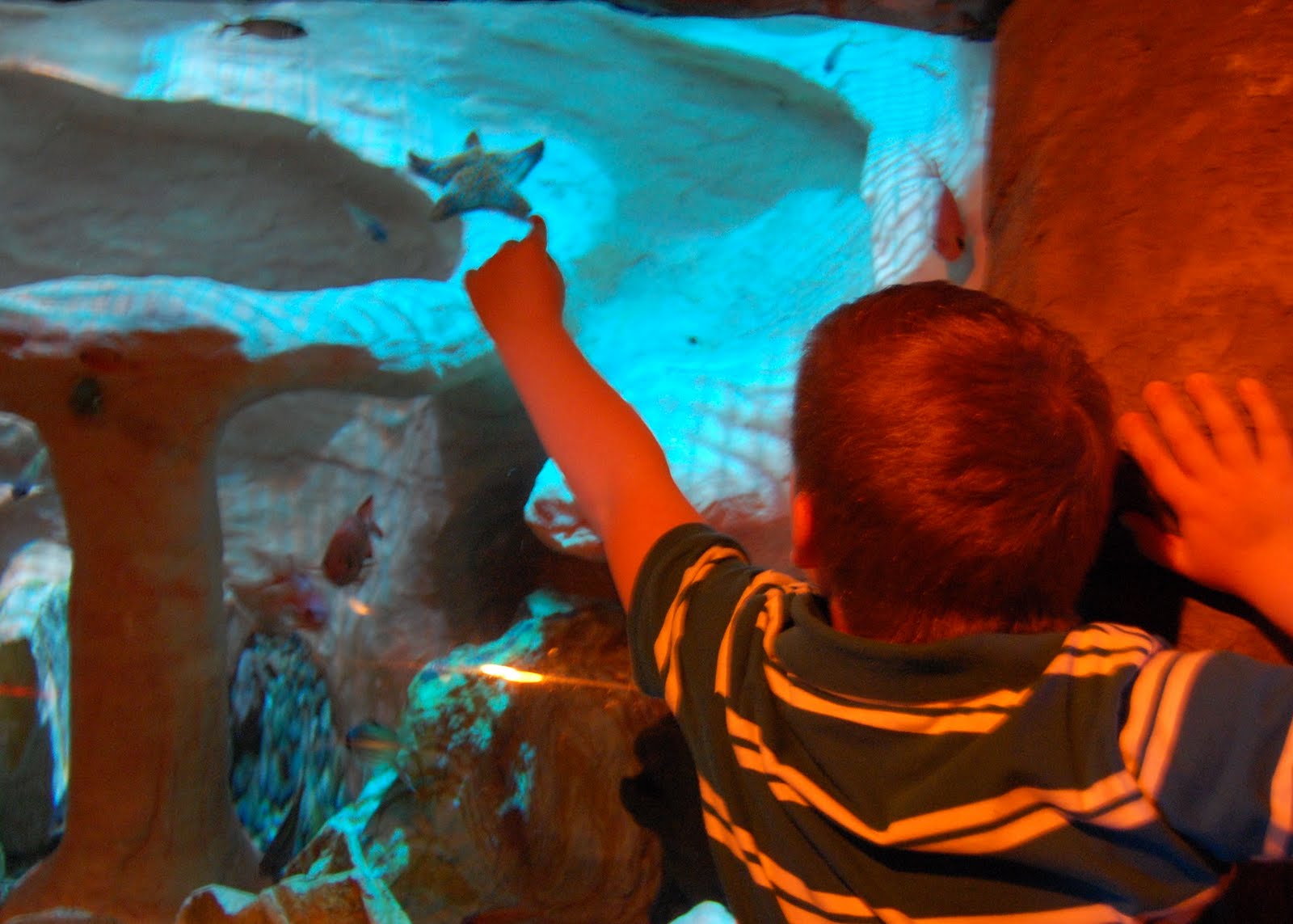 Biscuits and Gravy Sea Life Aquarium, Tempe AZ