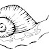 Desenho para colorir de caracol, molusco