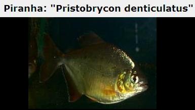 A lot of Piranhas Imagem_piranha1