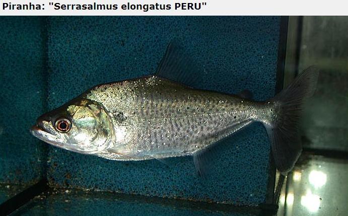 A lot of Piranhas Imagem_piranha14