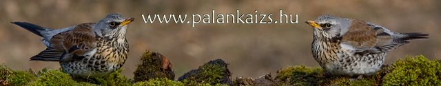 palankaizs.hu