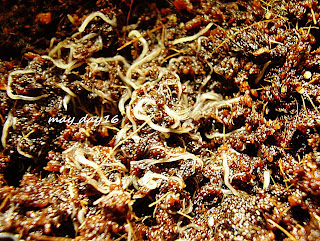 Alimentos Vivos: GUSANO BLANCO